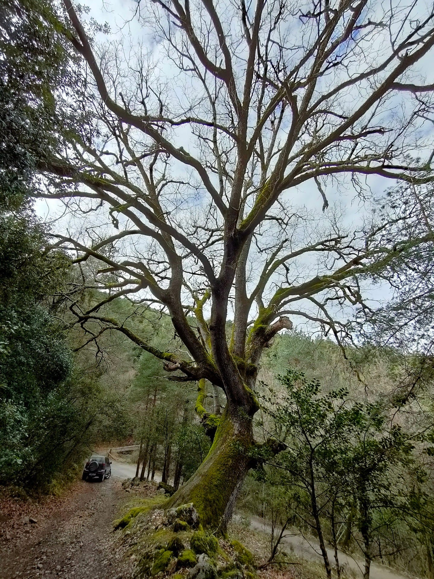 Roure dels Capellans