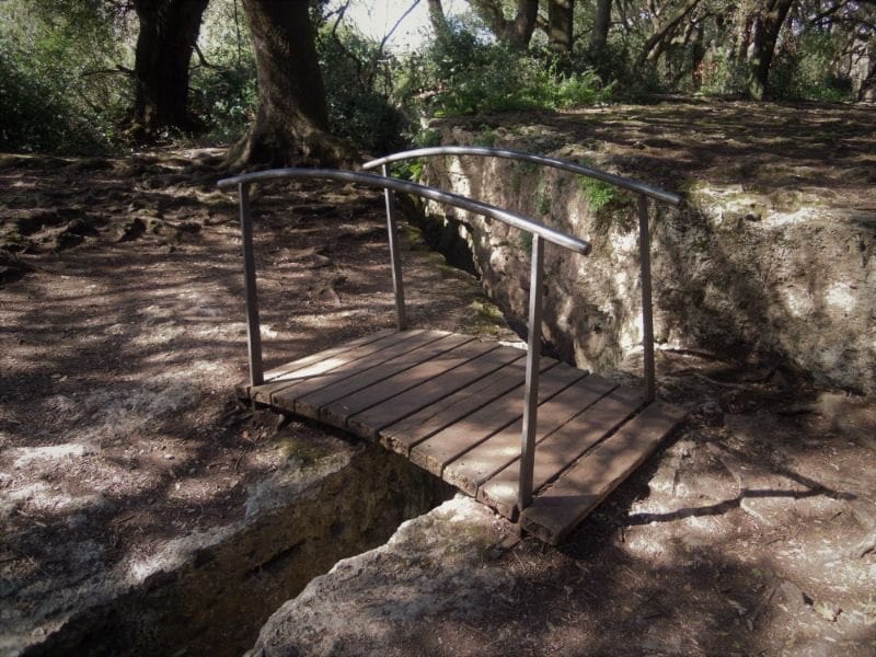 Bosc de les estunes