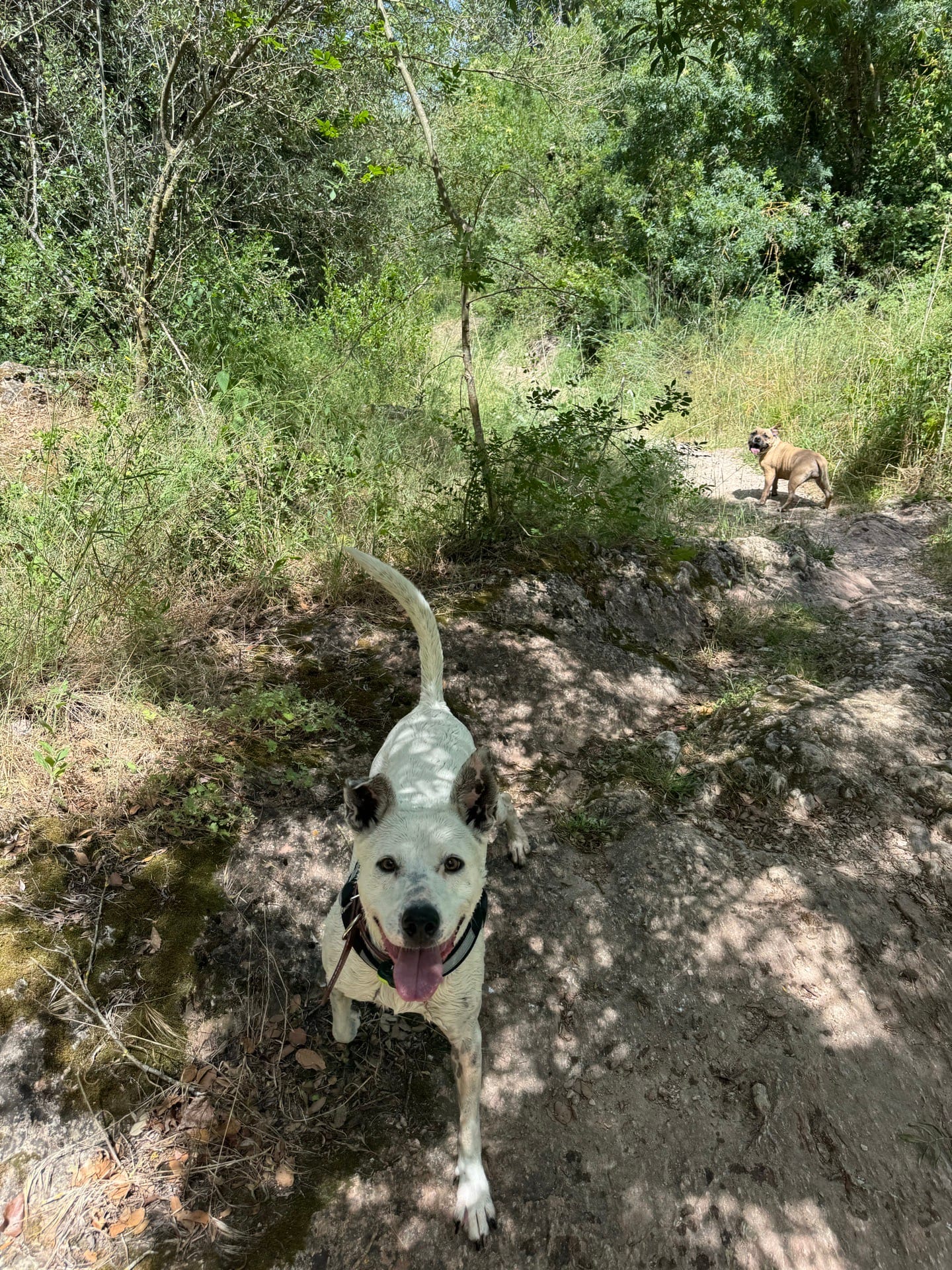 Paseo tranquilo por la muga