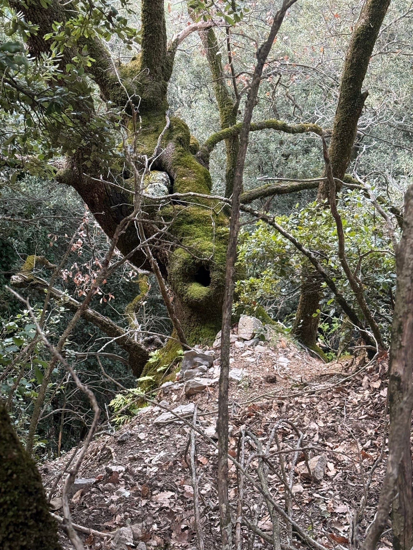 Arbol en forma curiosa