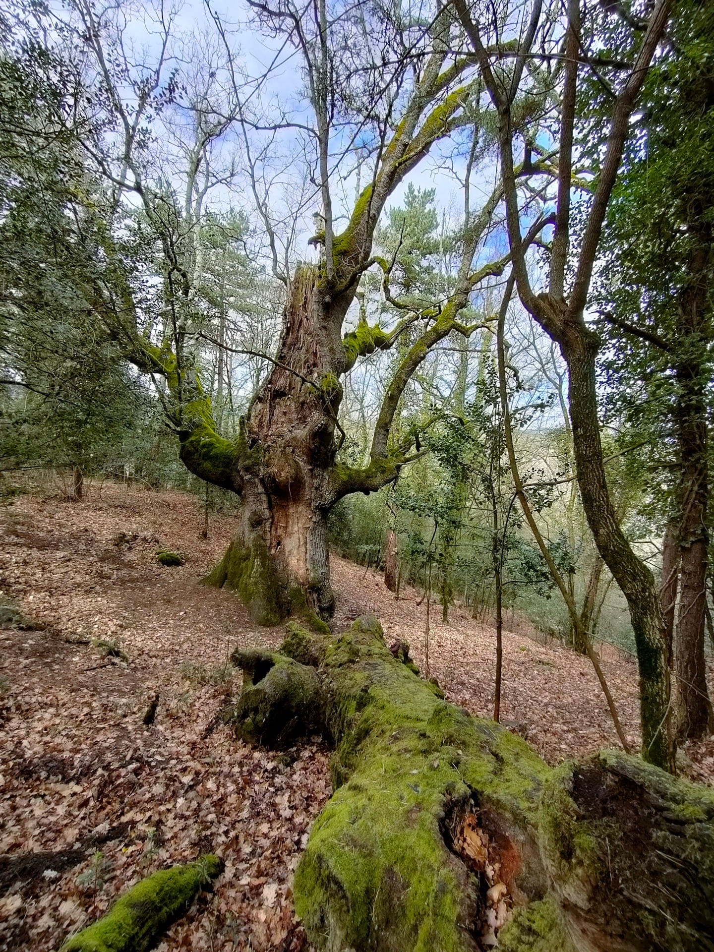 Roure dels Capellans