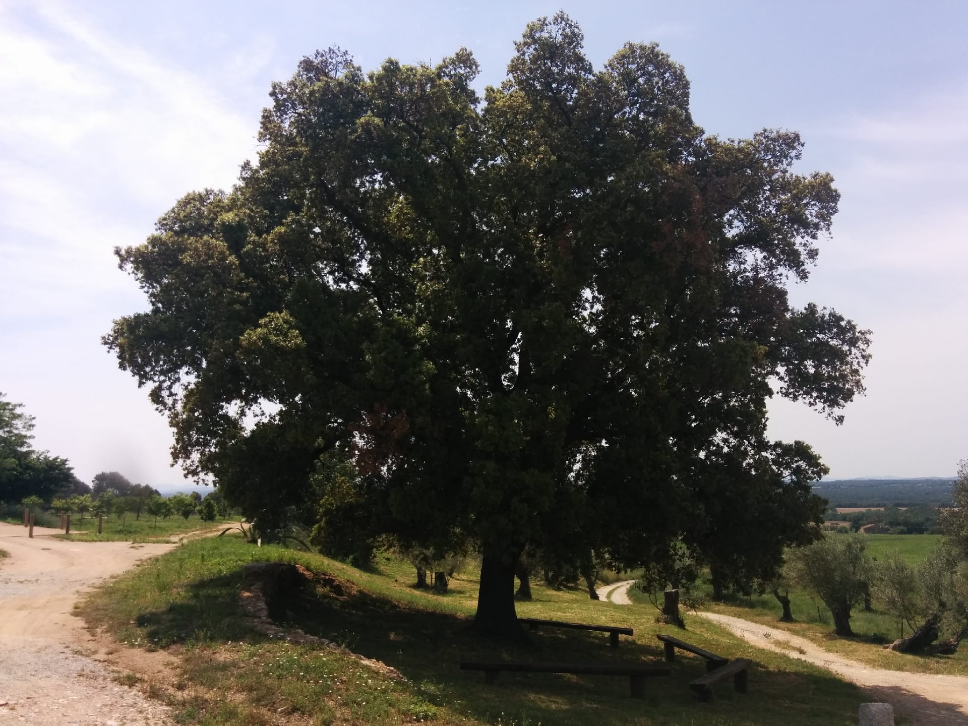 Encina de Can Pujades
