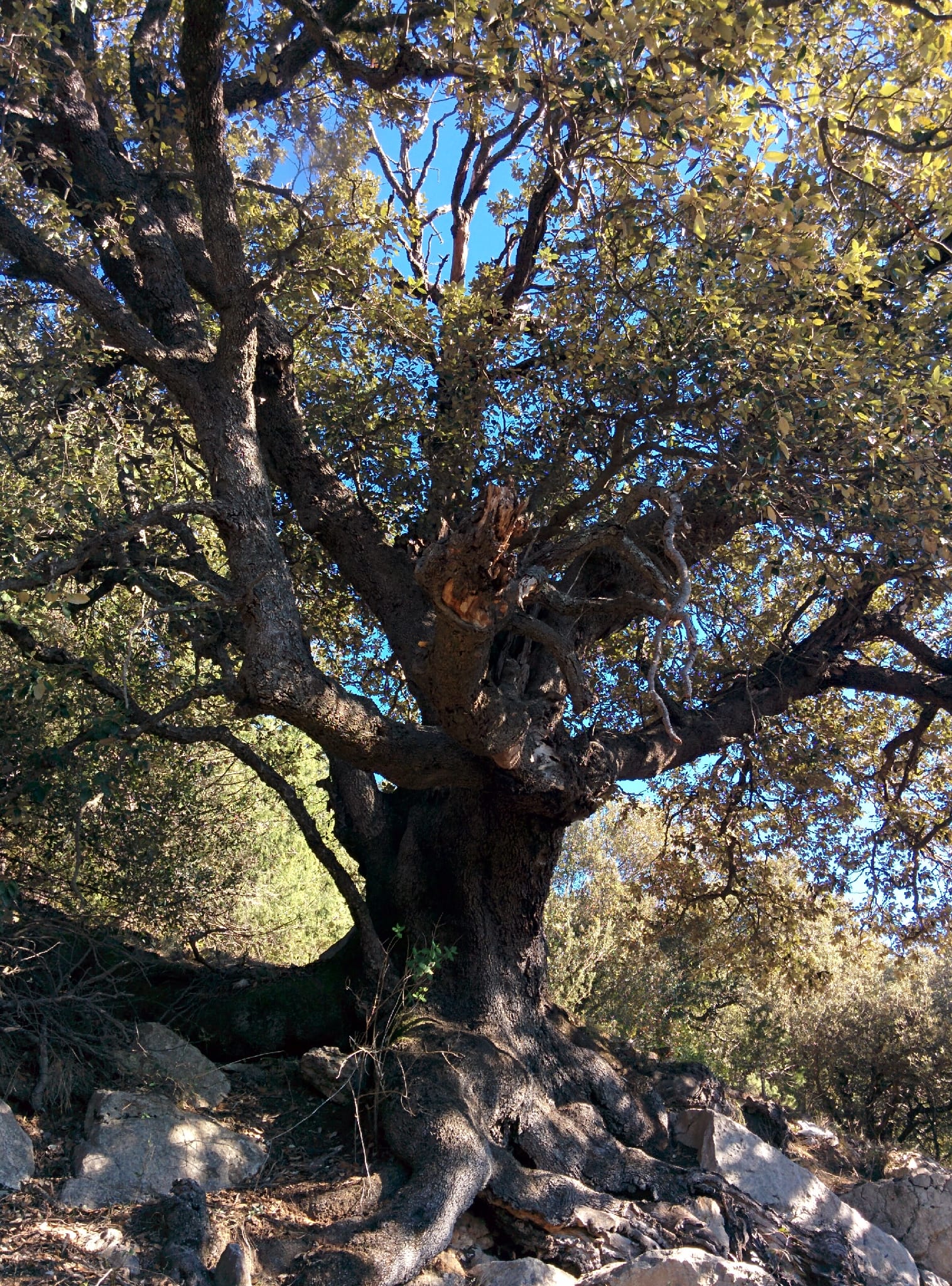 Encina del Malpàs