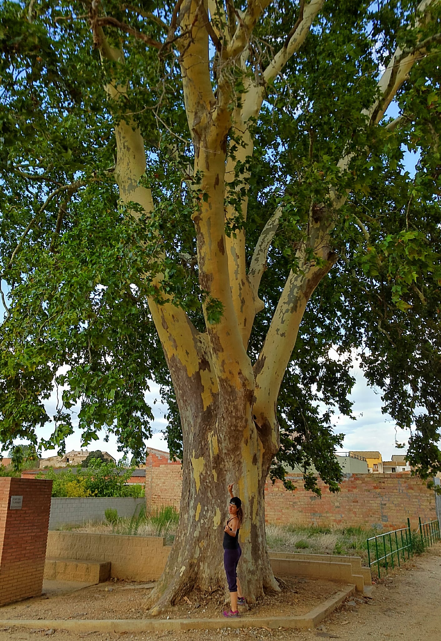 Plataner de la Font del Plataner