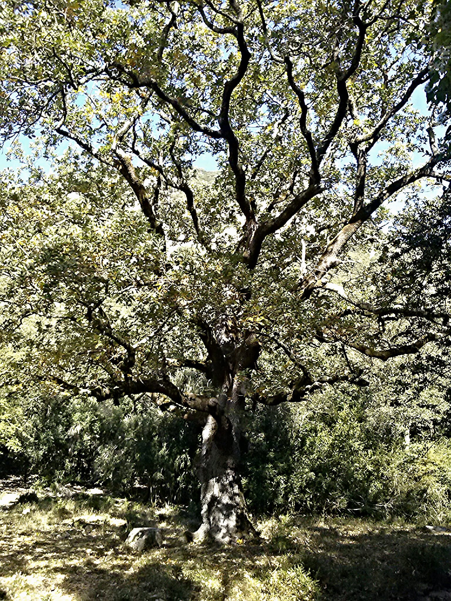 Roble de Ca n'Agustí