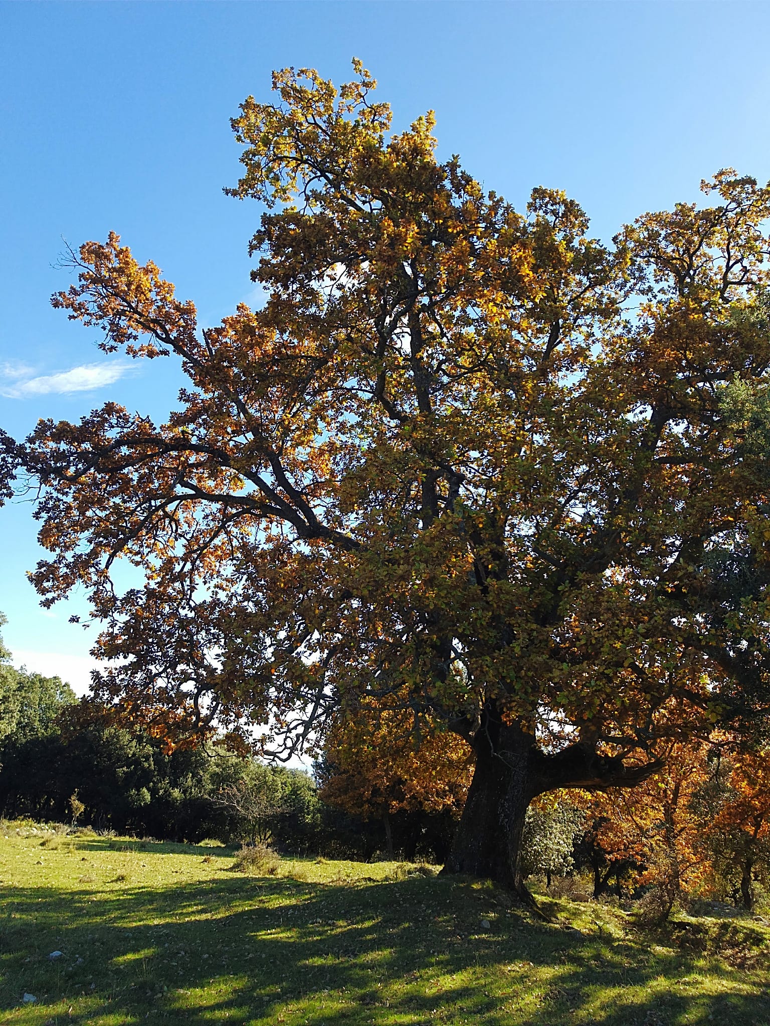 Roble dels Carrabiners