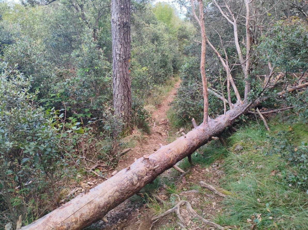 Retirar arbres MDM 2