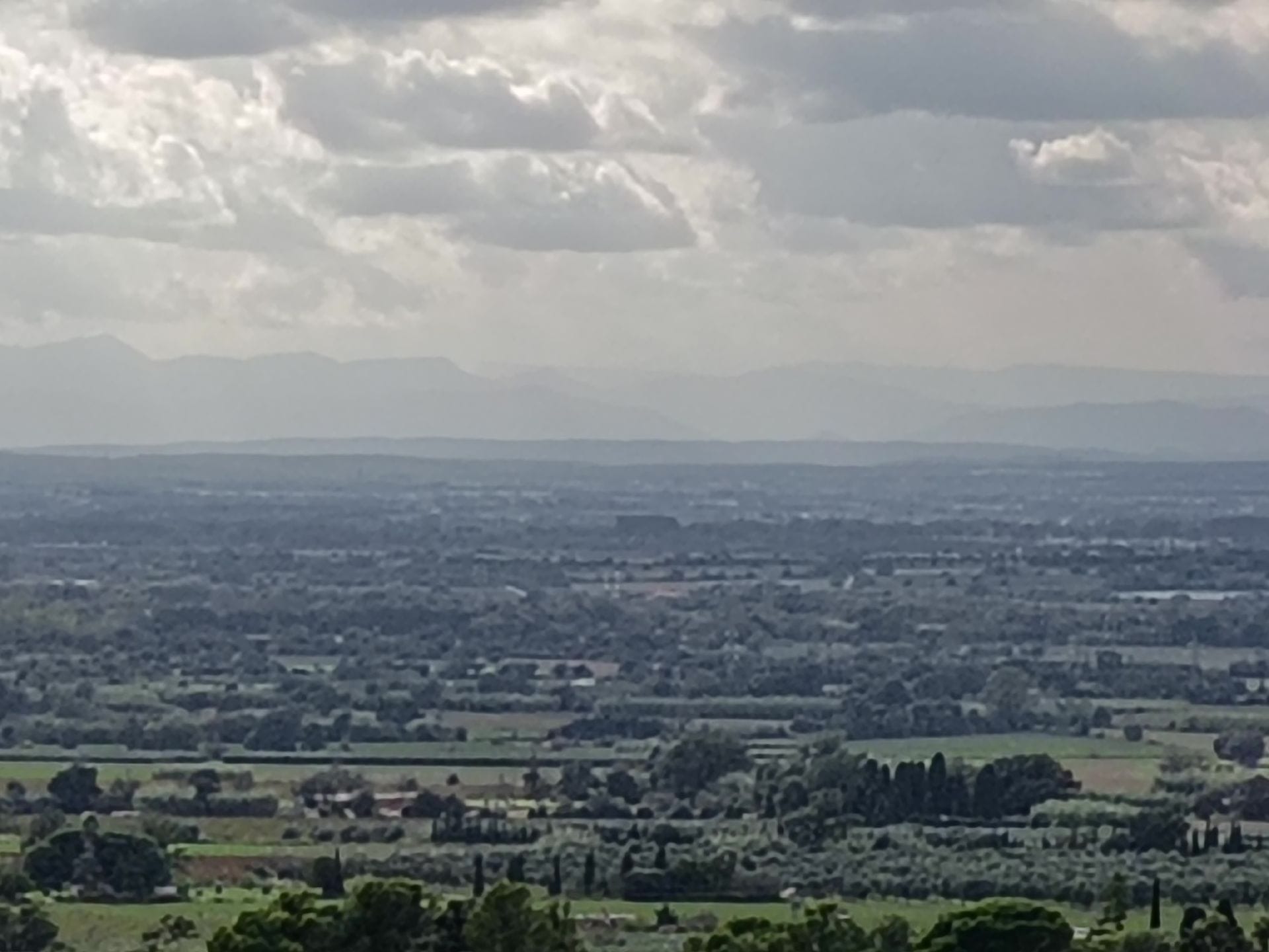 Els Olivars a Pau a Castelló d'Empúries