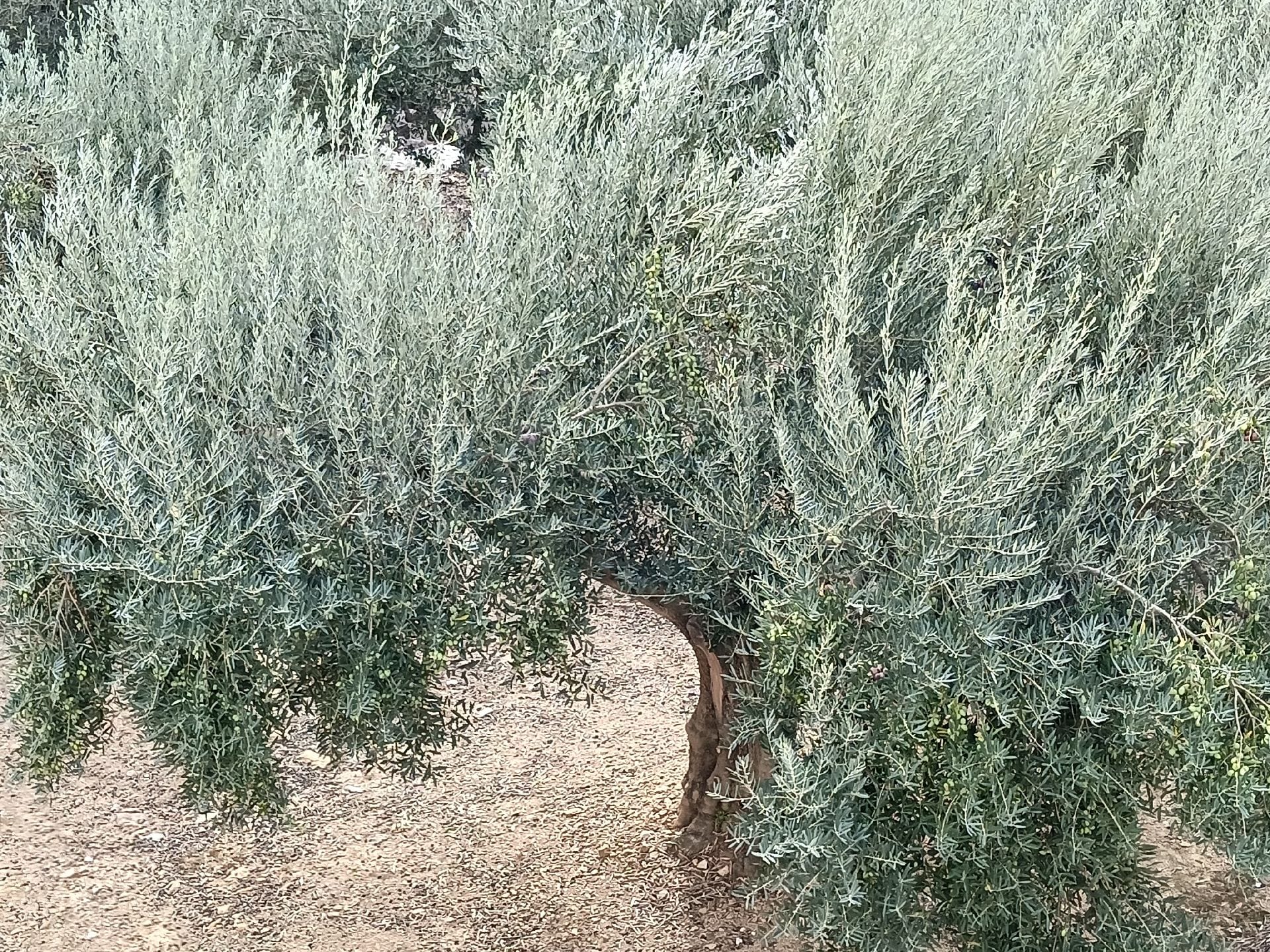 Pau a Puig Alt i Puig Rodó