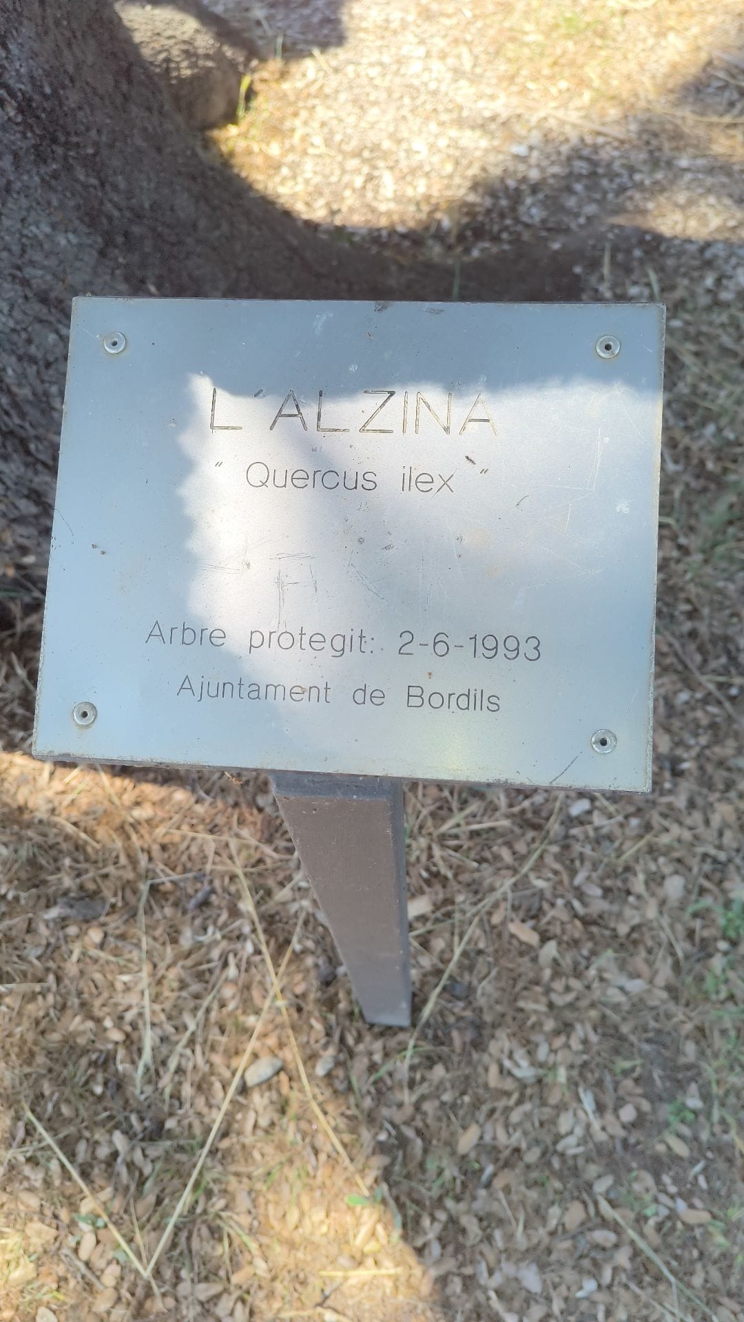 Alzina Reclamadora de la Canova